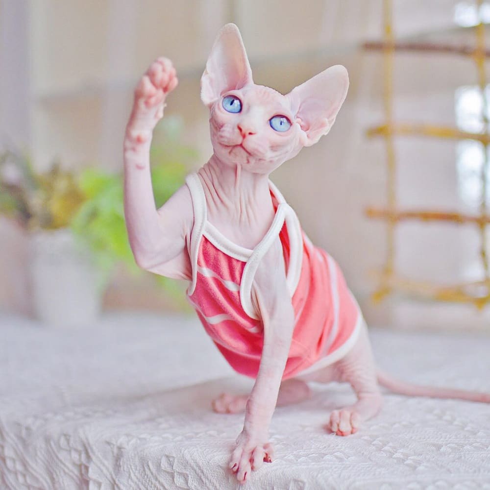 Sphynx cat-tank top halter breathable,Feeling of fresh