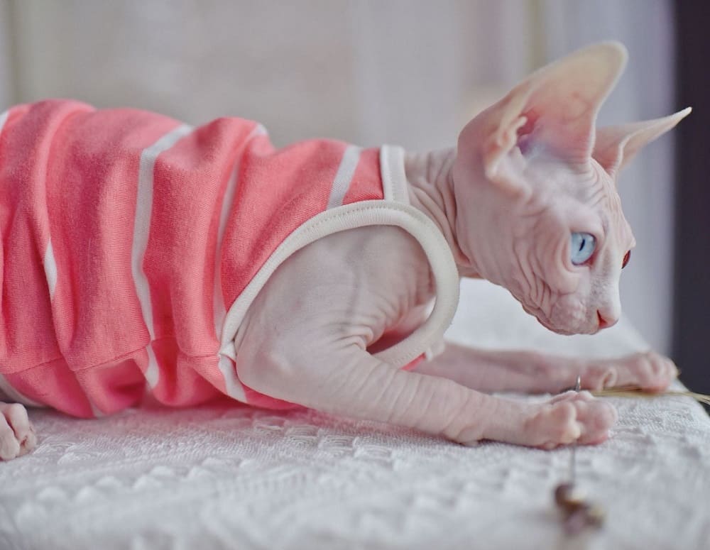 Sphynx cat-tank top halter breathable,Feeling of fresh