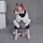 Cat Wearing Winter Clothes | Sphynx Cat Winter Coat, Reversible Fleece