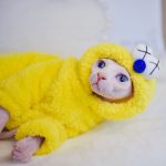 Vêtements d'hiver pour chats | Vêtements pour chats, double face en cachemire d'agneau
