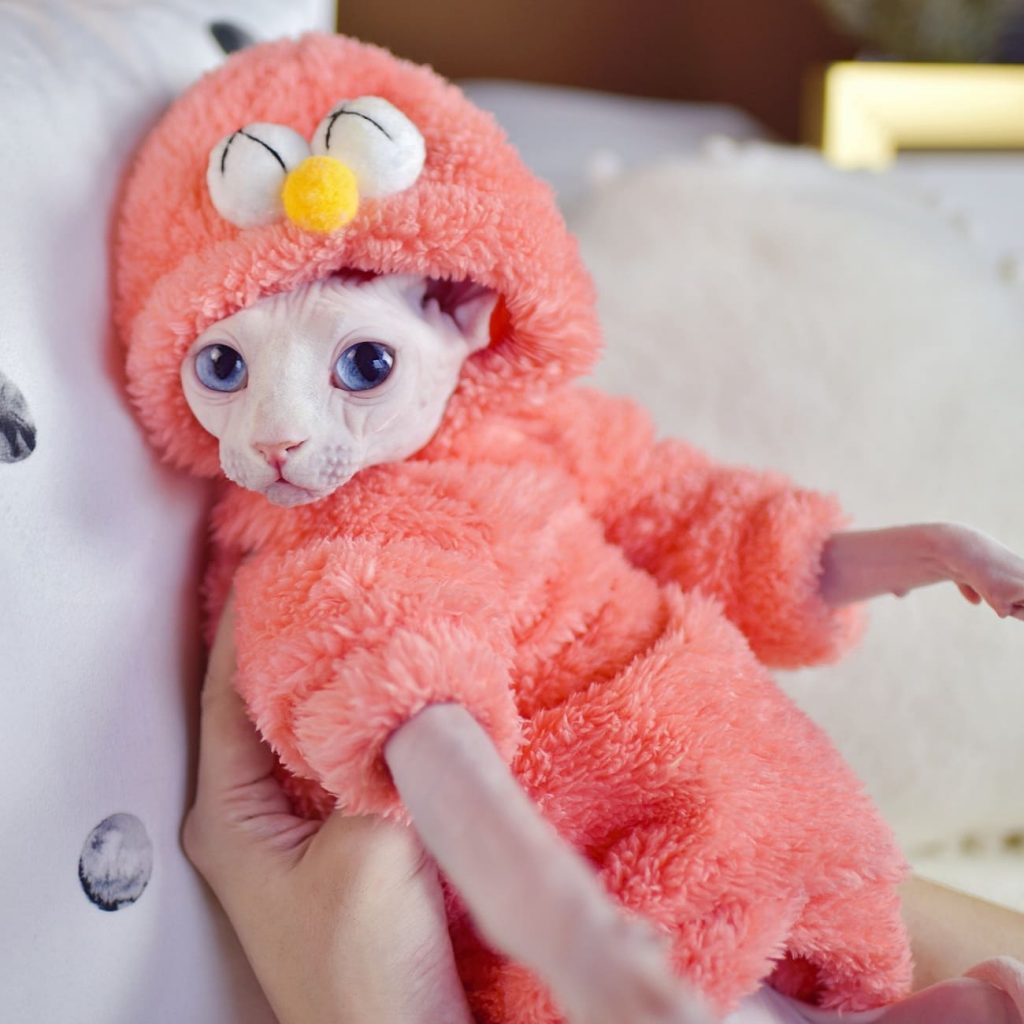 Winter Clothes for Cats Cat Apparel, Double Sided Lamb Cashmere