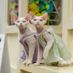 Summer Lace Dresses for Kittens