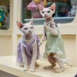 Summer Lace Dresses for Kittens