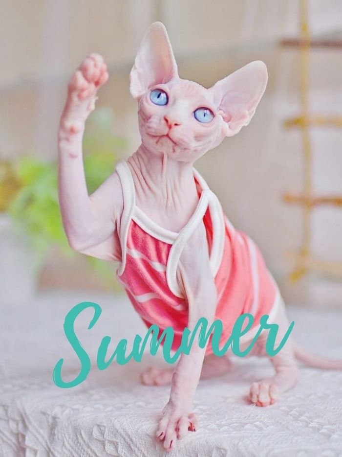 Sphynx Cat Dress & Hairless cat in dress Little fairy dress