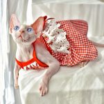 Свадебное платье для кошки-сфинкса надевает красное платье