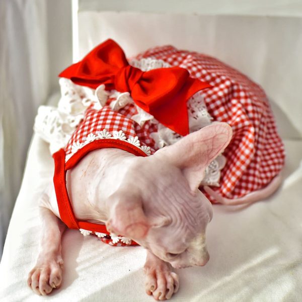 Wedding Dress for Cat-Sphynx wears red dress