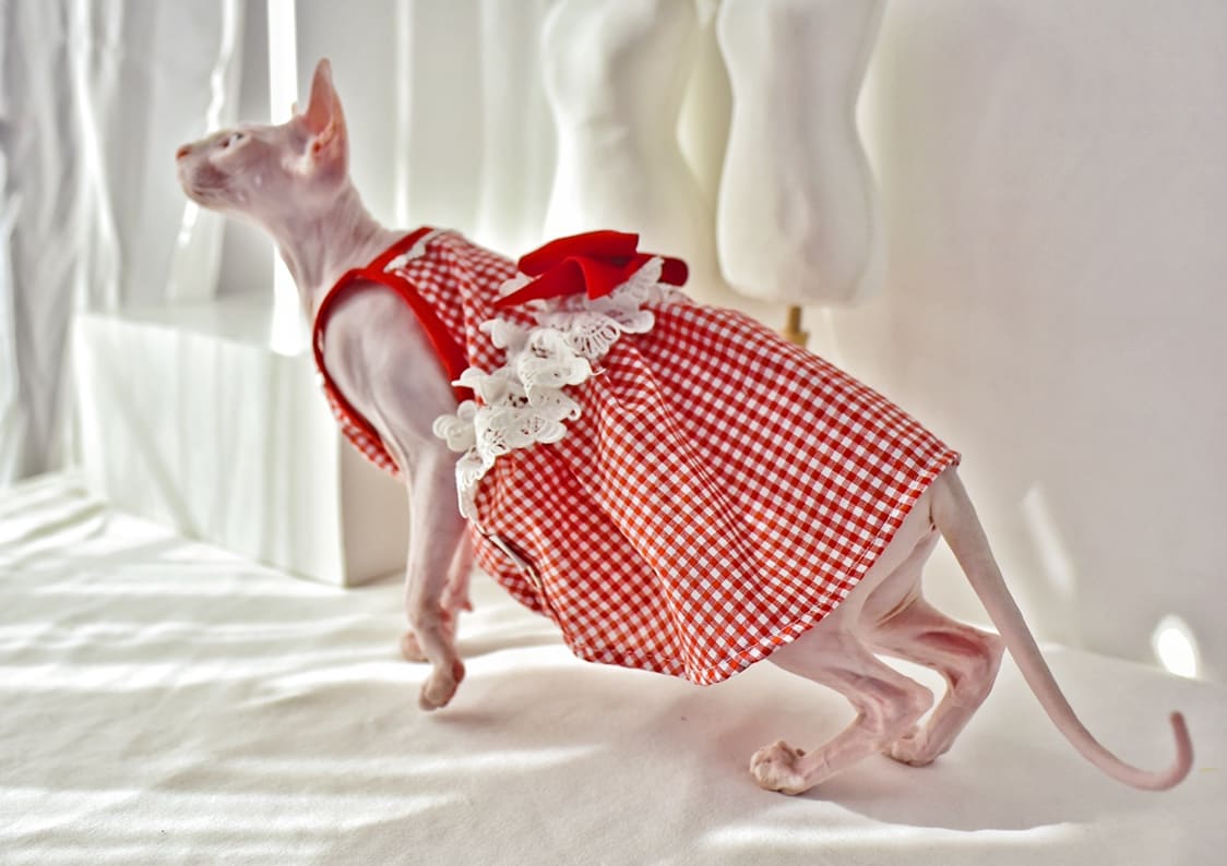 Wedding Dress for Cat-Sphynx wears red dress