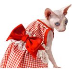 Hochzeitskleid für Cat-Sphynx trägt rotes Kleid