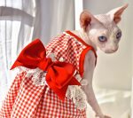 Wedding Dress for Cat-Sphynx wears red dress