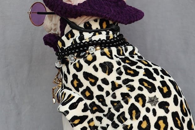 A "Must-have" Halloween Costume for cats