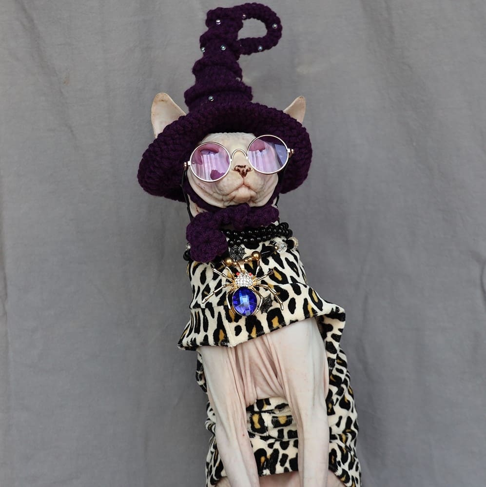 A "Must-have" Halloween Costume for cats