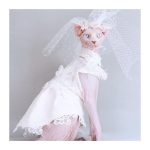 Dress for Cats-Sphynx wears wedding dress