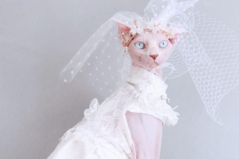 Dress for Cats Diamond Lace Wedding Dress Sphynx Cat Dress