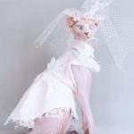 Dress for Cats-Sphynx wears wedding dress