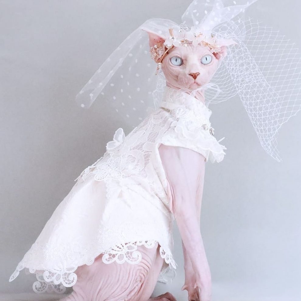 Dress for Cats Diamond Lace Wedding Dress, Sphynx Cat Dress