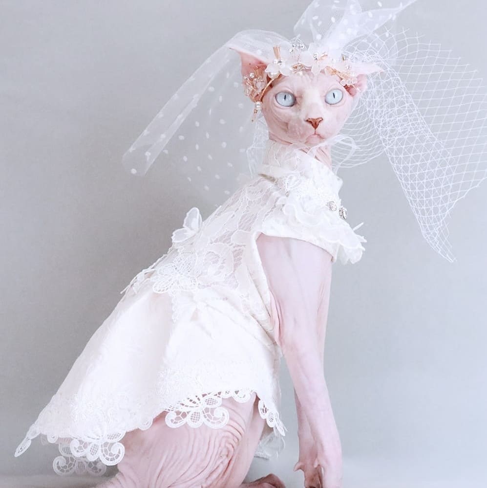 Dress for Cats-Sphynx trägt Hochzeitskleid