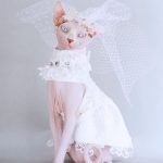 Dress for Cats-Sphynx wears wedding dress