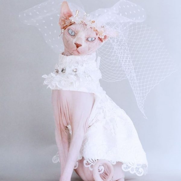 Dress for Cats-Sphynx wears wedding dress