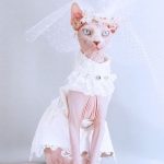 Dress for Cats-Sphynx wears wedding dress