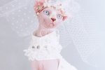 Dress for Cats-Sphynx wears wedding dress