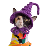 Chat avec chapeau de sorcière | Chapeau pour chat, chapeau de laine tricoté à la main, bonnet pour chat