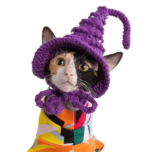 Gato Com Chapéu de Bruxa | Chapéu Para Gato, Chapéu de Lã Tricotado à Mão, Boné Para Gatos