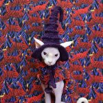 Кошка в шляпе ведьмы | шляпа для кошки, вязаная шерстяная шляпа ручной работы, шапка для кошки