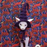 Cat With Witch Hat | Hat For Cat, Hand-knitted Woolen Hat, Cap For Cats