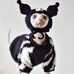 猫用ペットコート｜猫用アパレル、猫の着ぐるみ、小悪魔の冬セーター