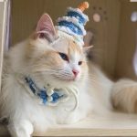 Cat Birthday Cake Hats Cat with A Birthday Hat, Birthday Cake Hats