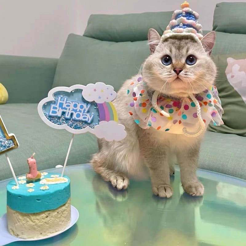 Cat Birthday Cake Hats Cat with A Birthday Hat, Birthday Cake Hats