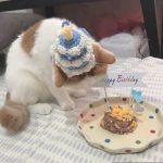 Cat Birthday Cake Hats Cat with A Birthday Hat, Birthday Cake Hats