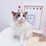 Cat Birthday Hats | Cat with A Birthday Hat, Birthday Cake Hat, Cat Apparel