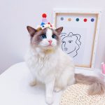 Cappelli di compleanno per gatti, cappelli per torte di compleanno, abbigliamento per gatti