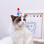 猫の誕生日帽子｜猫の誕生日帽子、バースデーケーキの帽子、猫アパレル