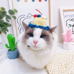猫の誕生日帽子｜猫の誕生日帽子、バースデーケーキの帽子、猫アパレル