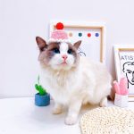Cappelli di compleanno per gatti, cappelli per torte di compleanno, abbigliamento per gatti