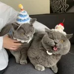 Cat Birthday Hats- Knitted Birthday Cake