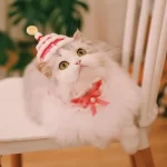Cat Birthday Hats- Knitted Birthday Cake-Pink hat+collar