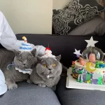 Cat Birthday Hats- Knitted Birthday Cake