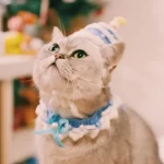 Cat Birthday Hats- Knitted Birthday Cake-Blue hat+collar