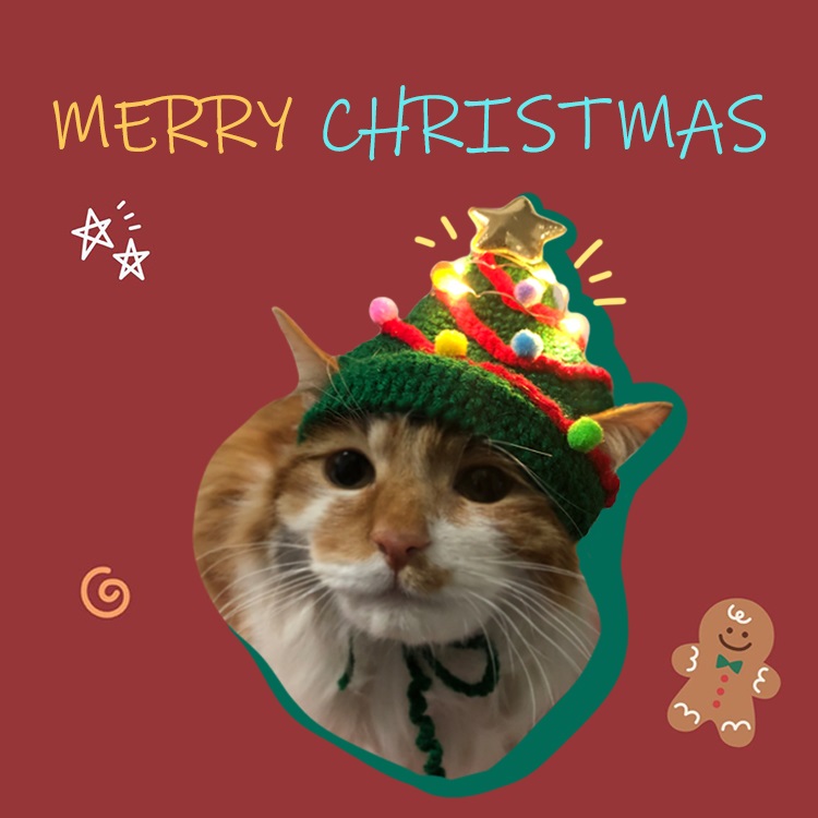 猫用クリスマスハット-猫が帽子をかぶる