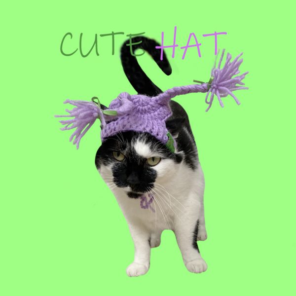 帽子をかぶる猫｜猫と帽子、手編み帽子、紫の二重三つ編み