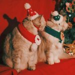 Шапочки Санты для кошек - две кошки носят два комплекта