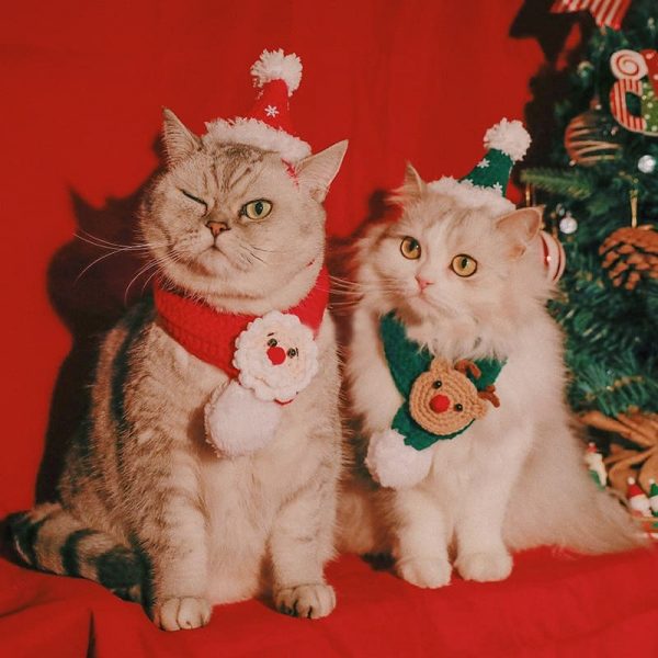 Cappelli di Babbo Natale per gatti: due gatti indossano due set