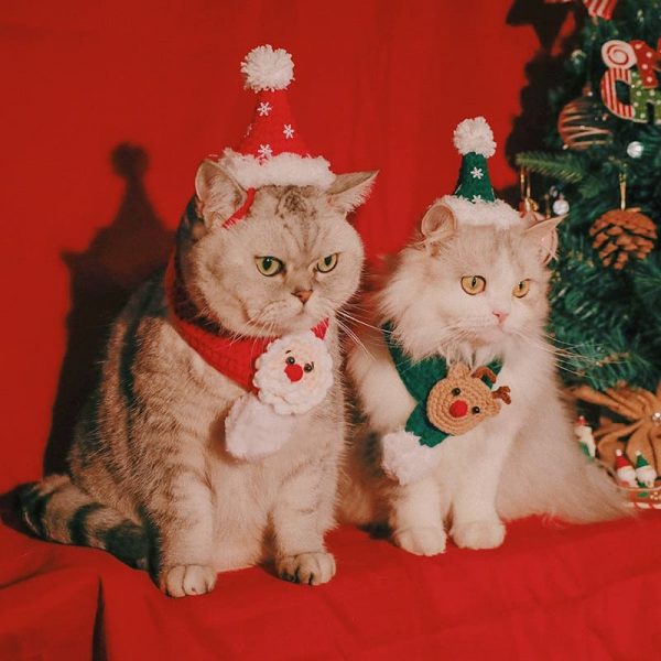 Bonnets de Noël pour chats - deux chats portent deux ensembles
