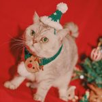 Gorros de Papá Noel para gatos-Verde un juego