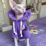 Kapuzenpullis für Katzen | Katzenkapuzenpulli mit Blumenhut für Sphynx Katze