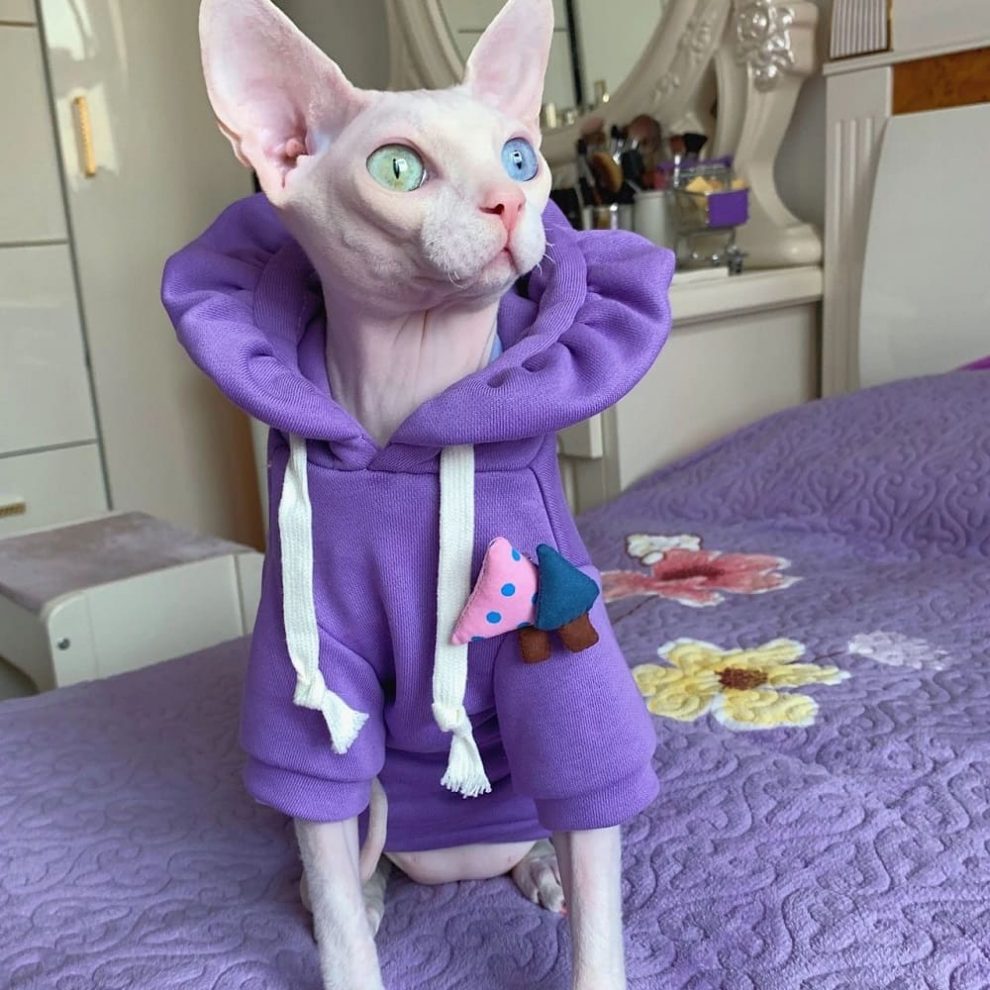 Hoodies for Cats Cat Hoodie with Flower Hat for Sphynx Cat