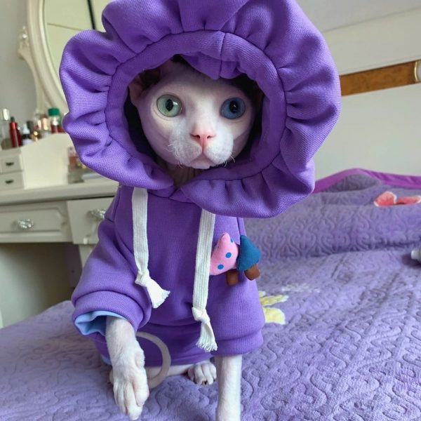 Hoodies for Cats | Kitten Sweatshirt, Cat in sweatshirt,Hoodie for cats